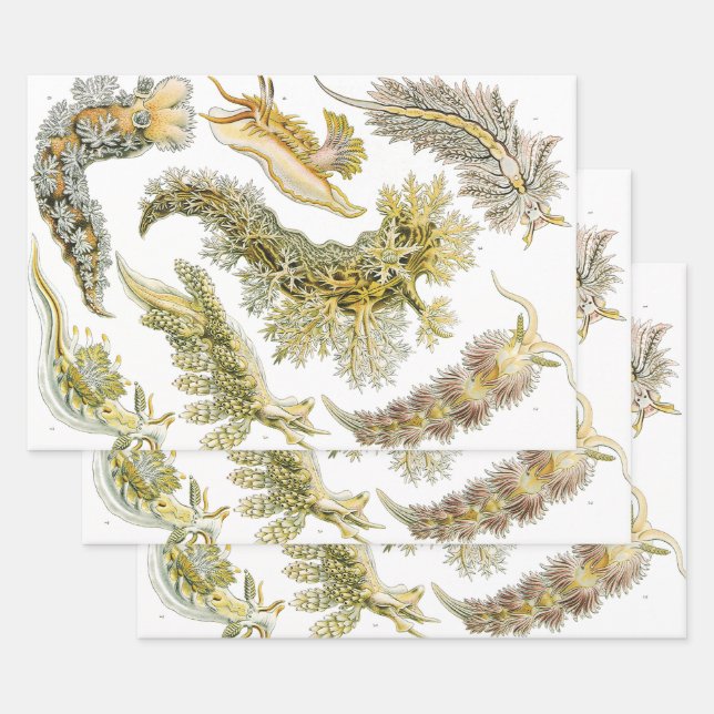 Hoja De Papel De Regalo Saltos marinos por Ernst Haeckel, Nudibranchia vin (Set)