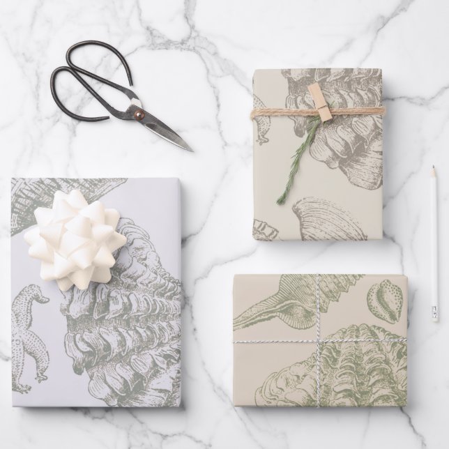 Hoja De Papel De Regalo Seashell Soft Antique Art Beach Shells (Anverso)