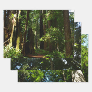 Hoja De Papel De Regalo Secuoyas y ferris en el Parque Nacional Redwood