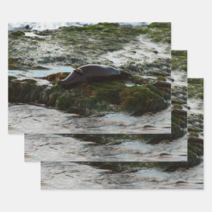 Hoja De Papel De Regalo Sello de puerto de luz solar II en San Diego