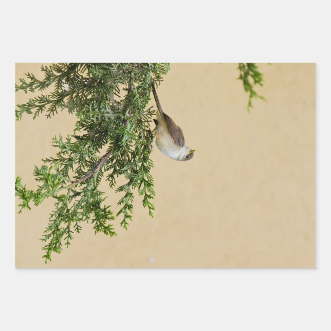 Hoja De Papel De Regalo Sparrow (Anverso)