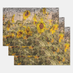 Hoja De Papel De Regalo Textura de Grunge Amarilla del Campo del Girasol V