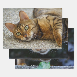 Hoja De Papel De Regalo Tres Fotos Del Gato De Bengala