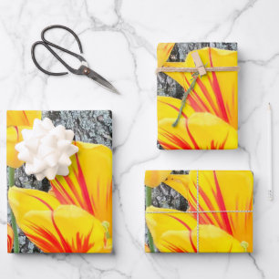 Hoja De Papel De Regalo Tres Tulipanes Amarillos Secuencia /