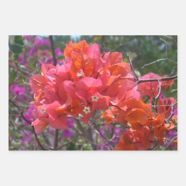 Hoja De Papel De Regalo Tropical Pink Bougainvillea Island Floral (Anverso)