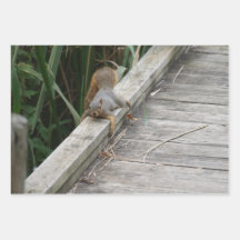 Una ardilla divertida