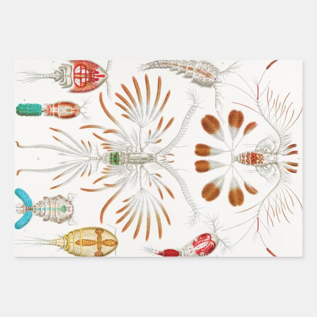 Hoja De Papel De Regalo Vida marina Crustáceos, Copepoda por Ernst Haeckel (Anverso)