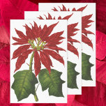 Hoja De Papel De Regalo Vintage Christmas, Red Poinsettia WinPlanta<br><div class="desc">Ilustracion de época Victorian Era Feliz Navidad diseño con una florida planta de poinsettia floral con flores rojas y hojas verdes. Hermosas flores botánicas de invierno. ¡Felices fiestas y saludos de temporada!</div>