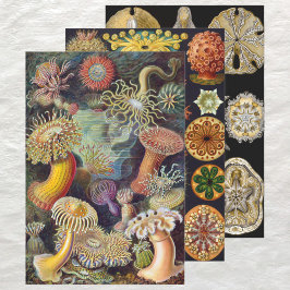 Hoja De Papel De Regalo Vintage Ernst Haeckel Marline Life Designs