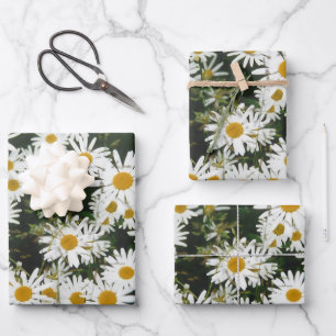 Hoja De Papel De Regalo White Oxeye Daisy Meadow