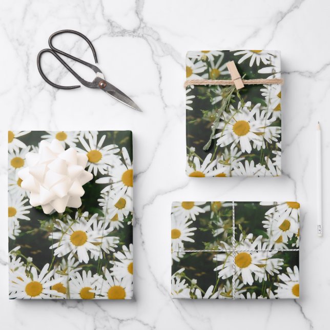 Hoja De Papel De Regalo White Oxeye Daisy Meadow (Anverso)