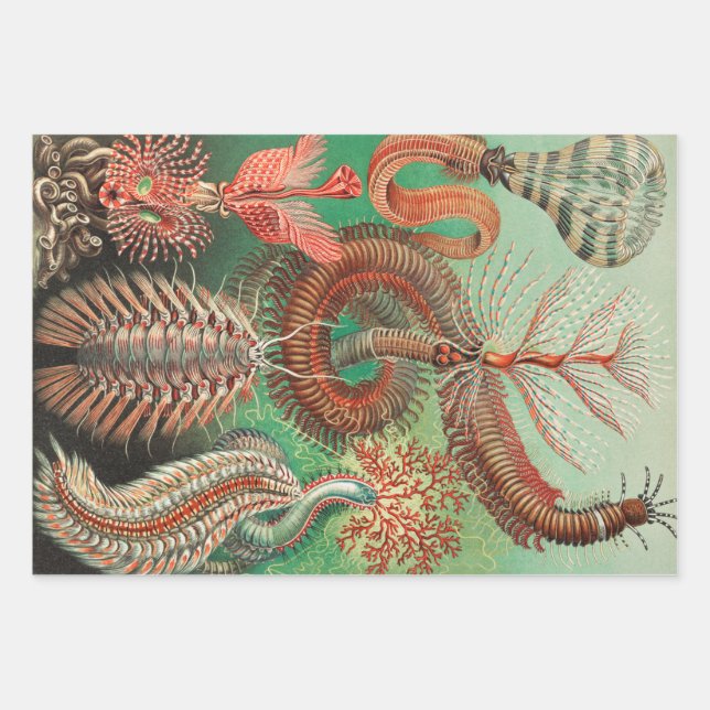 Hoja De Papel De Regalo Worms, Annelids Chaetopoda por Ernst Haeckel (Anverso)