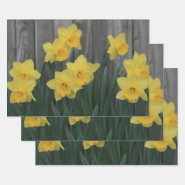Hoja De Papel De Regalo Yellow Spring Daffodil Garden Rustic Country Photo