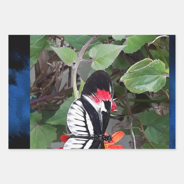 Hoja De Papel De Regalo Zebra tail butterfly (Anverso)