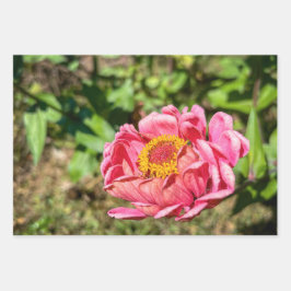 Hoja De Papel De Regalo Zinnia rosa con centro amarillo