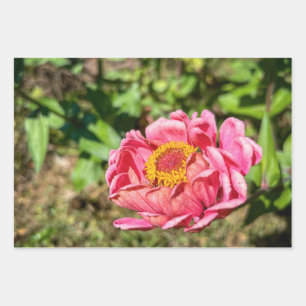 Hoja De Papel De Regalo Zinnia rosa con centro amarillo