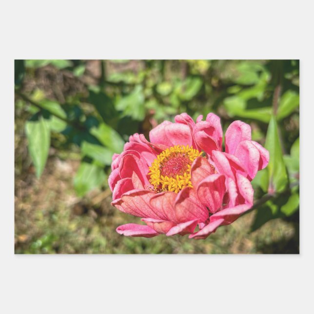 Hoja De Papel De Regalo Zinnia rosa con centro amarillo (Anverso 3)