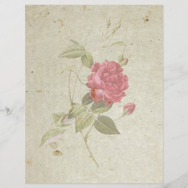 Hoja de papel plana de 8,5" x 11" Rosa de cosecha (Anverso)