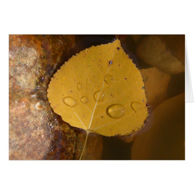 Hoja del Cottonwood en la charca (Anverso (Horizontal))