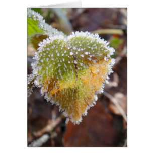 Hoja en forma de corazón con escarcha