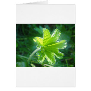 Hoja luminosa con Wassertropfen