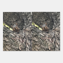 Hoja plana de envolvimiento de ardilla de 3 hojas