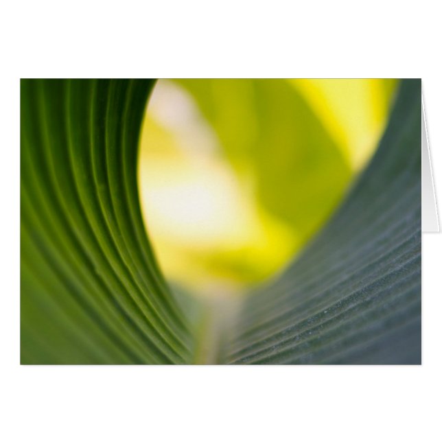 Hoja verde (Anverso (Horizontal))