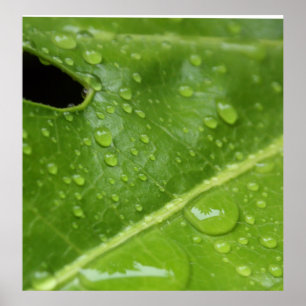 Hoja verde con el poster/la impresión de las gotas