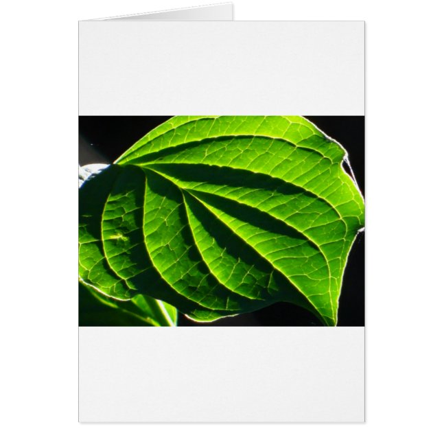 Hoja verde de Guay (Frente)