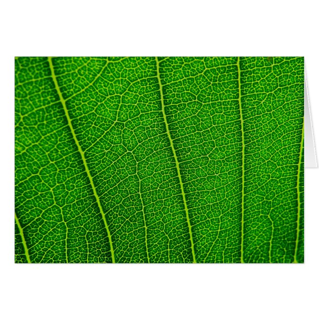 hojas (Anverso (Horizontal))