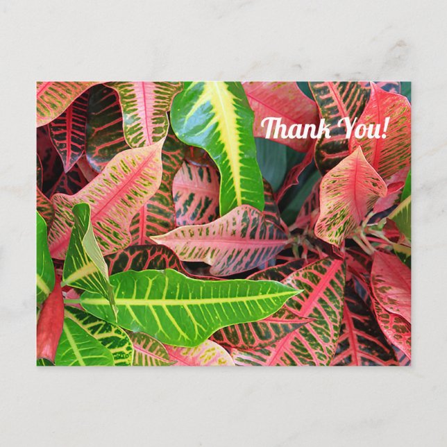 Hojas 3253 Tarjeta postal de agradecimiento (Anverso)