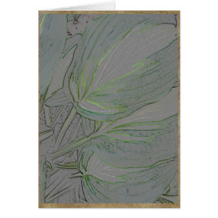 Hojas abigarradas del hosta