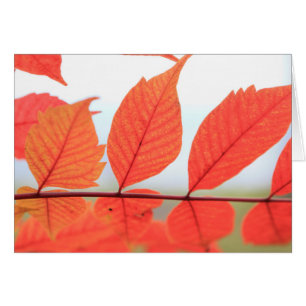 Hojas anaranjadas de otoño