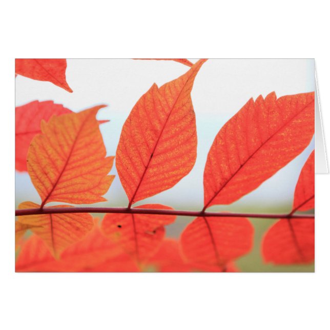 Hojas anaranjadas de otoño (Anverso (Horizontal))