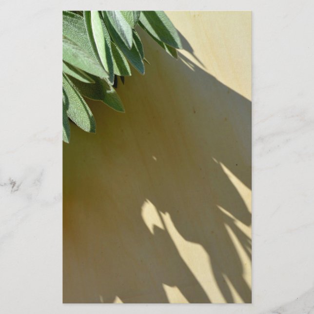 Hojas botánicas verdes elegantes hierbas recién co (Anverso)