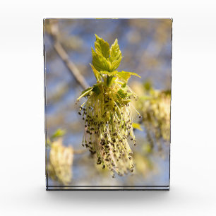 Hojas cortas en la foto de primavera