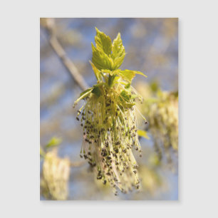 Hojas cortas en la foto de primavera