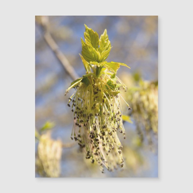 Hojas cortas en la foto de primavera (Anverso)