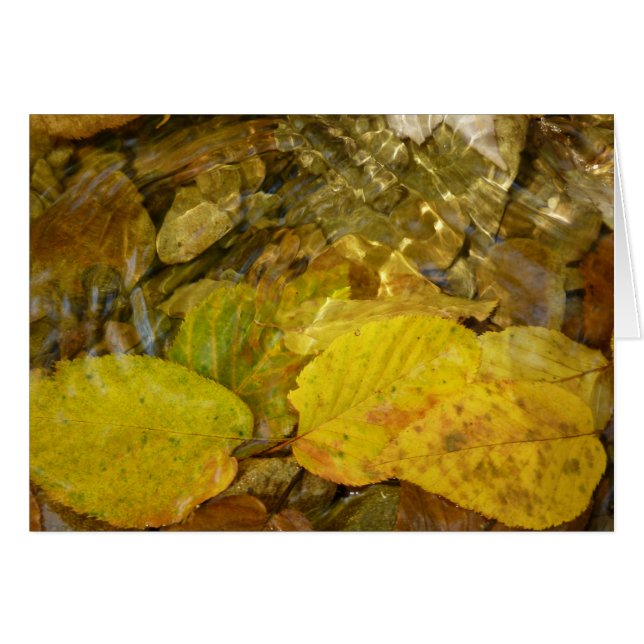 Hojas de abedul amarillo en arroyo (Anverso (Horizontal))