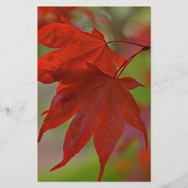 Hojas de árbol rojo (Anverso)