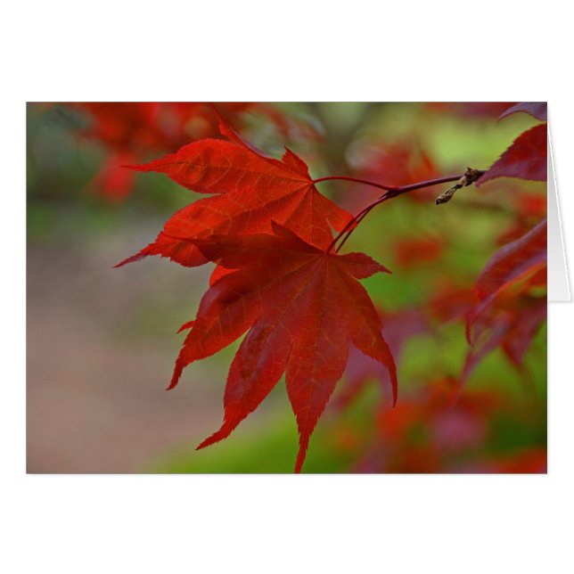 Hojas de árbol rojo (Anverso (Horizontal))