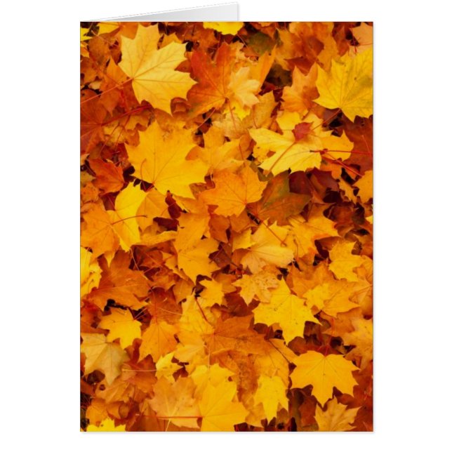 Hojas de Arce Amarillas de Otoño (Frente)