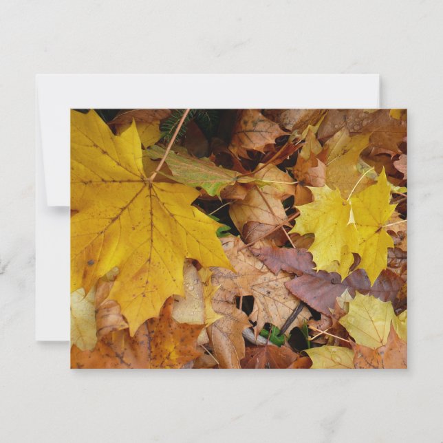 Hojas de Arce Caídas Amarillas Otoño Naturaleza (Anverso)