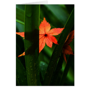 Hojas de arce japonesas