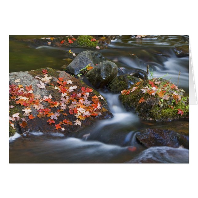 Hojas de arce rojas alfombras en las rocas (Anverso (Horizontal))