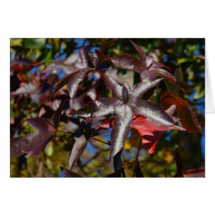 Hojas de barril en otoño