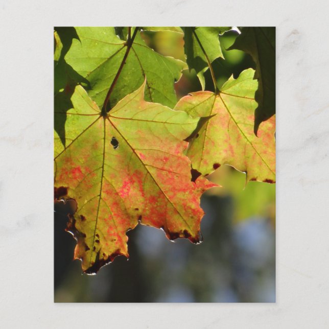 Hojas de caída coloridas (Frente)