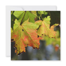 Hojas de caída coloridas