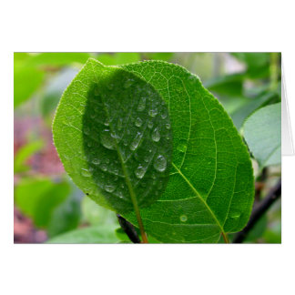 Hojas de Chokecherry en primavera