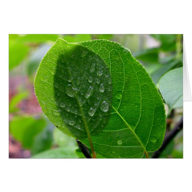Hojas de Chokecherry en primavera (Anverso (Horizontal))